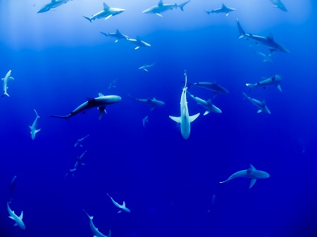 Sharks circling targeting users